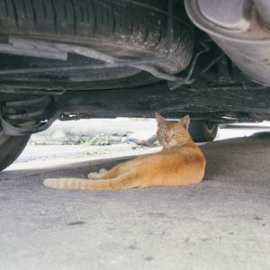 Lee más sobre el artículo ¿Por qué los gatos se meten bajo los coches en invierno?